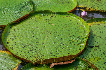 Vit&oacute;ria R&eacute;gia