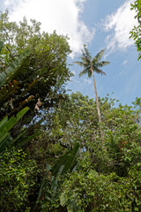 Le palmier solitaire sous ciel bleu règne sur la végétation, Guyane française