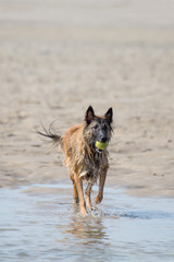 Hund mit Ball am Strand
