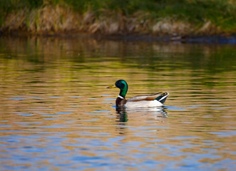 Mallard duck in pond