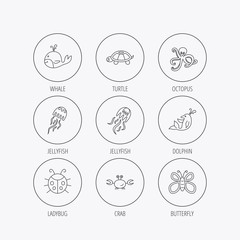 Octopus, turtle and dolphin icons. Jellyfish.