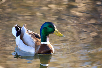 Mallard duck in pond