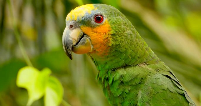 4K Exotic Green Parrot Close Up, Amazon Jungle