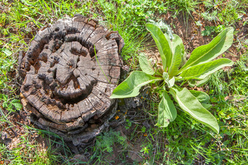 stump and plant