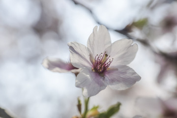 Kirschblüte im Frühlingslicht