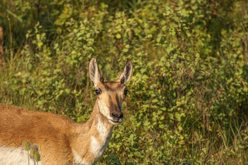 Female pronghorn with green verge background