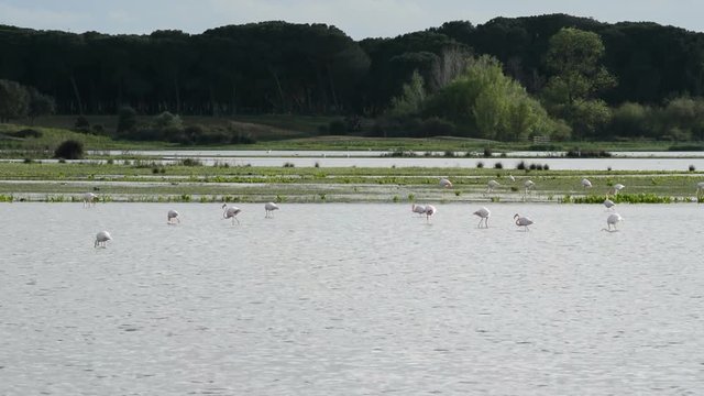 Flamingo and waders in pond or marsh.