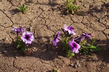 Dry soil with flowers.