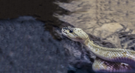 Snake in motion with only the head sharp.