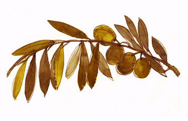 Olive Branch , Olives, Sketch