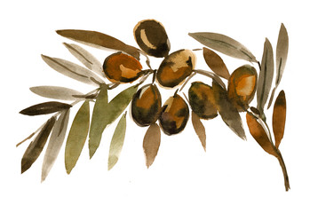 Olive Branch , Olives, Sketch
