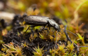 Sericoda quadripunctata on moss 