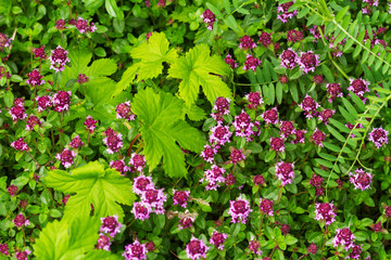 Flowers and hop leaves nature background.