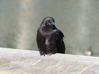 Common Raven on Cement Wall