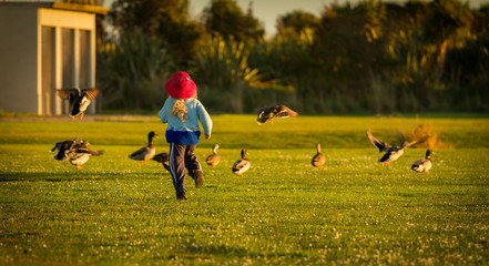 child chasing ducks