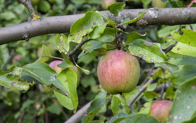 Ripe fruits of apples on a tree branch