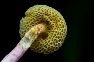 Close-Up of mushroom / mushrooms isolated on white background / mushrooms isolated on black background / fungi / Single Fungi