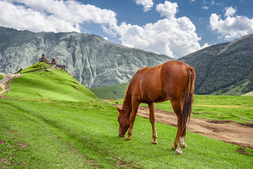 Fototapeta na wymiar Horse grazing next to the Gergeti Trinity Church (Gergeti, Georgia)