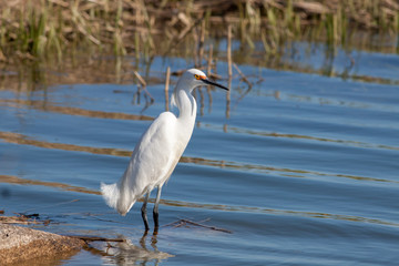 Snowy egret (Egretta Thula) in springtime fishing in shallow water at Edwin B. Forsythe National Wildlife Refuge in New Jersey 