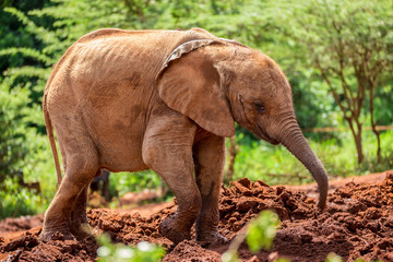 One of the many young orphant elephants in Sheldrick Elephant Orphanage in Nairobi (Kenya)