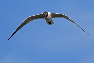 Fototapeta na wymiar Laughing Gull In Flight