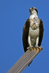 Osprey on Nest Post