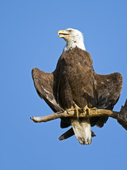 Bald Eagle in Tree Buddha Pose 
