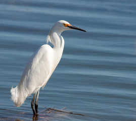 Snowy egret (Egretta Thula) in springtime in clear blue shallow water at Edwin B. Forsythe National Wildlife Refuge in New Jersey 