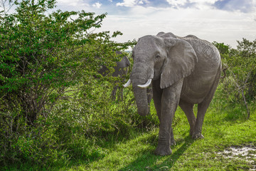 Big African elephant walking through the bushes in the Maasai Mara national park (Kenya)