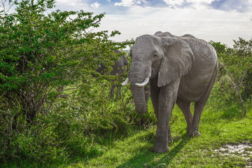 Obraz premium Big African elephant walking through the bushes in the Maasai Mara national park (Kenya)
