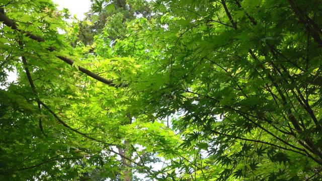 4K・新緑のカエデ_4-222