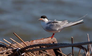 Caspian Tern standing in warm spring breeze at Edwin B. Forsythe National Wildlife Refuge in New Jersey