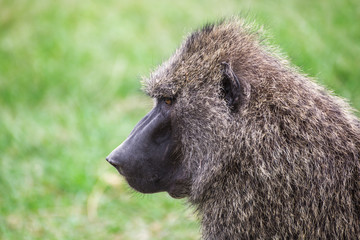Side close-up view of a baboon in the Maasai Mara national park (Kenya)