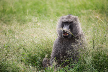Front view of a baboon with differently colored eyes resting in the grass in the Maasai Mara national park (Kenya)