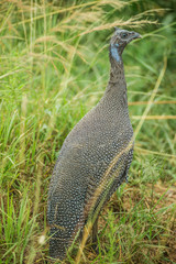 Obraz premium Guinea Fowl found in the high grass in the Maasai Mara national park (Kenya)