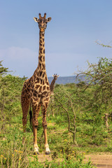 Giraffe in the Maasai Mara national park (Kenya)
