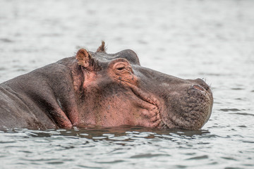 Hippo resting in a water of the Naivasha lake (Kenya)