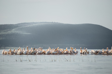 Big group of flamingos and pelicans observed on the water of the Nakuru lake (Kenya)