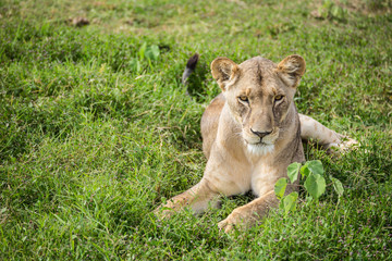 Sleepy lioness resting in the grass in the Amboseli national park (Kenya)