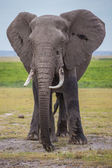 Fototapeta na wymiar Big male African elephant in the Amboseli national park (Kenya)
