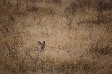 Jackal watching prey in the Ngorongoro national park (Tanzania)