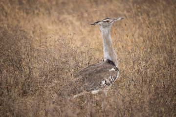Kori bustard in the Ngorongoro national park (Tanzania)