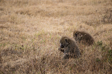 Two baboons eating in the grass of the Ngorongoro national park (Tanzania)