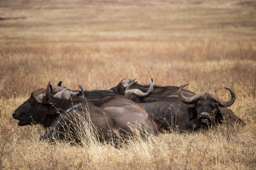 Group of African buffalos resting n the grass of the Ngorongoro national park (Tanzania)