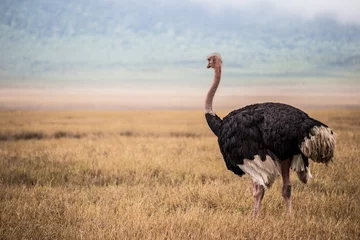 Keuken foto achterwand Struisvogel Grote struisvogel kijken naar de skyline in het Ngorongoro National Park (Tanzania)