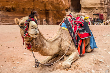 Camel resting in the ancient city of Petra (Jordan)