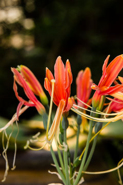 Closeup red eucrosia bicolor flower