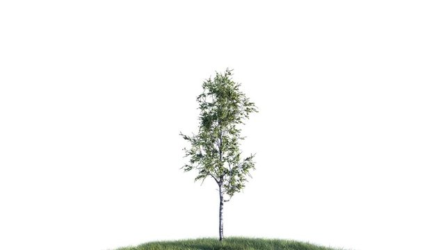 Growing birch tree on white background (with alpha matte, cg animation, full hd) 