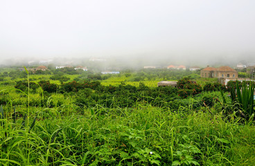 Homes under heavy fog on a farmland