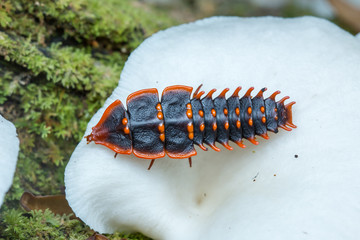 Trilobite Beetle , Close-Up of Trilobite Beetle , Duliticola, a rare insect of Borneo.